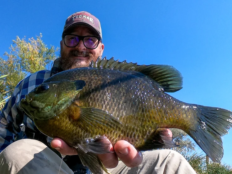 Angler holding a large sunfish (bluegill) close to the camera, showing its thick body, dark olive coloring, and raised dorsal fin against a clear blue sky.