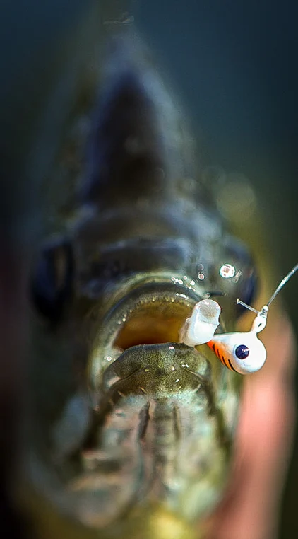 Extreme close-up of a bluegill’s open mouth with a small ice-fishing jig hooked on its lip, highlighting the lure, line, and the bluegill’s textured face against a softly blurred background.