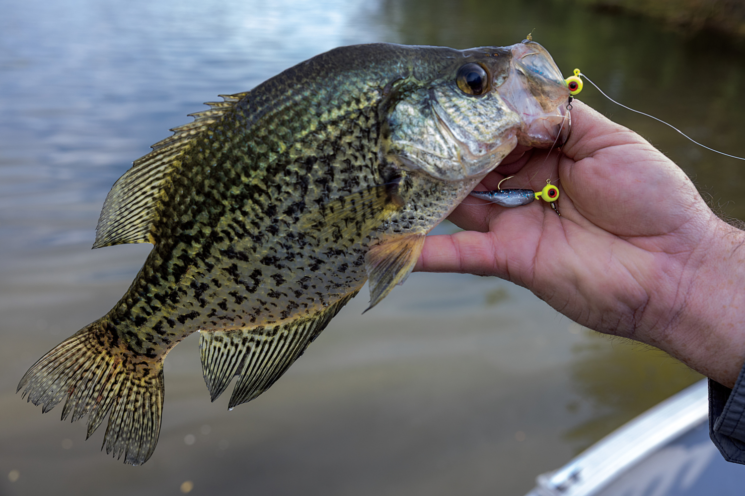 Black Crappie caught on ladder jig